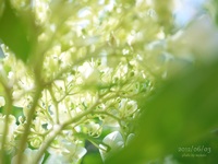 虹色紫陽花