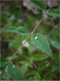 雨上がり