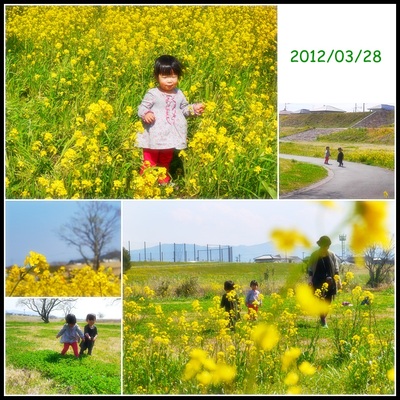 菜の花とちびっこ♪