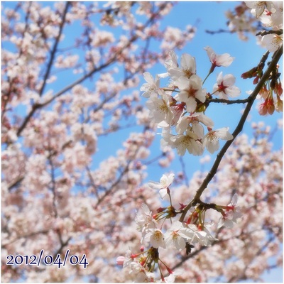 お花見week始まり★