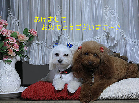 明けまして おめでとうございます~♪