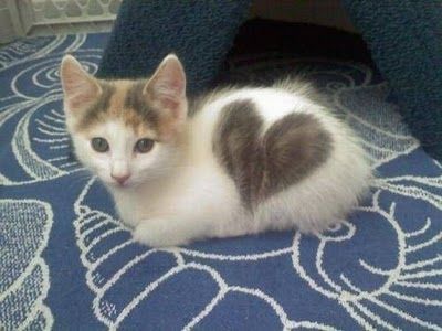 はと子~♪
