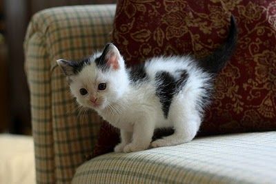 はと子~♪