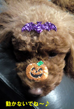 今年のハロウィンは~^^