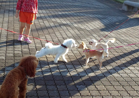 どこの公園でしょ~?