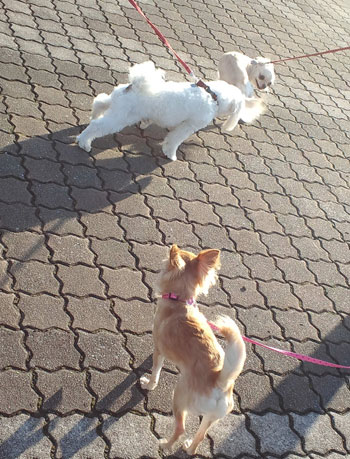 どこの公園でしょ~?