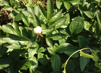 花たちのバトルｗｗ