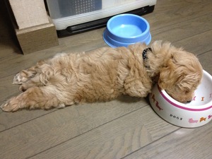 5匹のパピー(1か月半頃)です^^