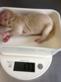 生後２日目の画像～♪
