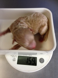 生後２日目の画像～♪