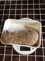 大きくなったよ^^