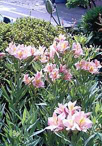 庭の花(夏)