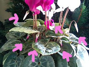 ☆蕾♪