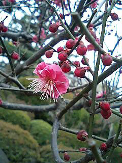 ☆紅梅♪