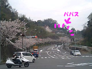 ☆パパス前の桜ロード