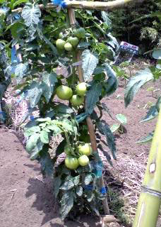 ☆TOMATO