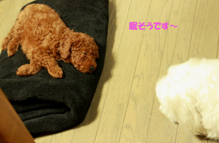 仲良し~♪