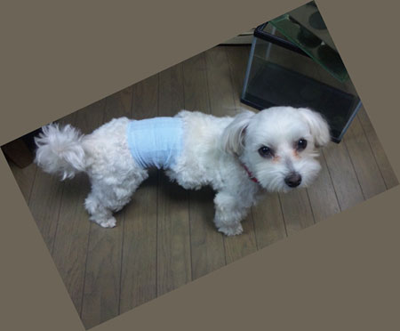 痛々しい・・・