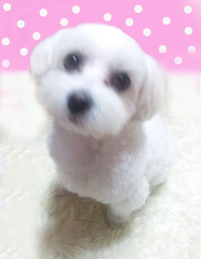 ふわふわ もこもこ
