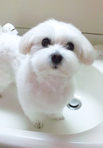 シャンプー♥