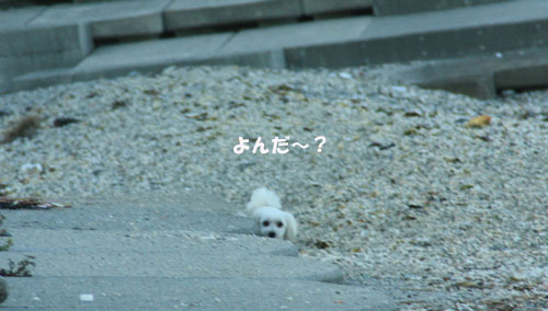 ②ルーニャンもあそぼ~♪