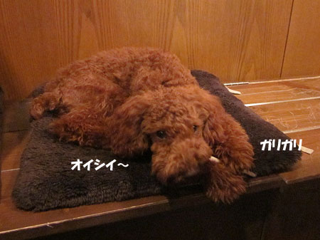 アンジーカフェ~♪
