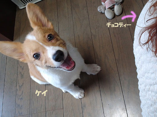 ケイ君