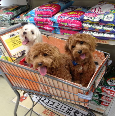グッデイ~♪