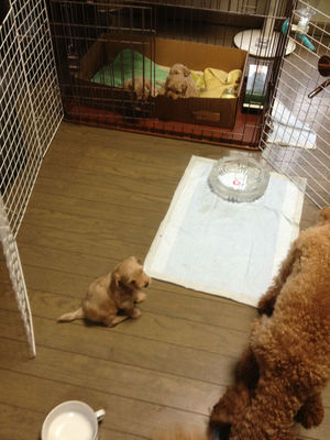 ただいまぁ~♪
