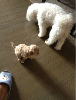 歩くのが上手になりました^^