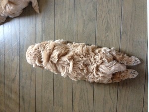 お昼寝~♪
