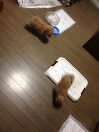 5匹のパピー(1か月半頃)です^^