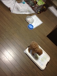 5匹のパピー(1か月半頃)です^^