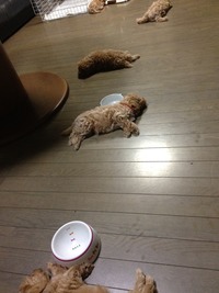 5匹のパピー(1か月半頃)です^^