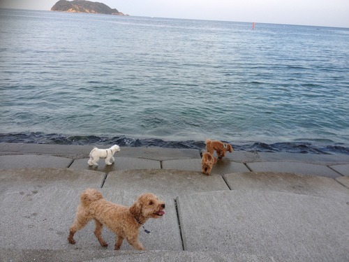 海でびゅー♪