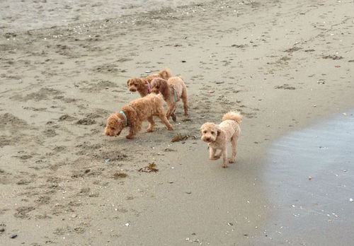 海でびゅー♪