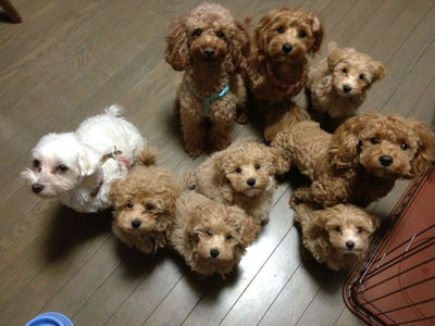 今日は犬の日でしたね^^