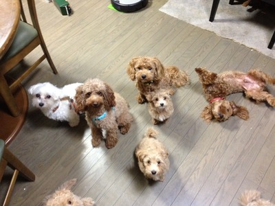 今日は犬の日でしたね^^