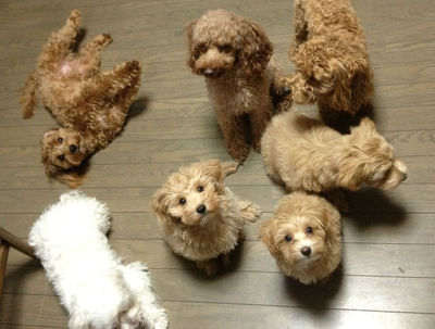 今日は犬の日でしたね^^