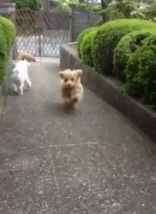 お庭大好き！！