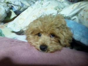 シャネルちゃんもぬくぬく＾＾