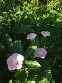 花たちのバトルｗｗ