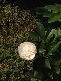 花たちのバトルｗｗ