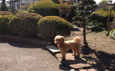 シロライン～♪