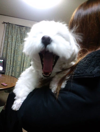 ある獣医の話