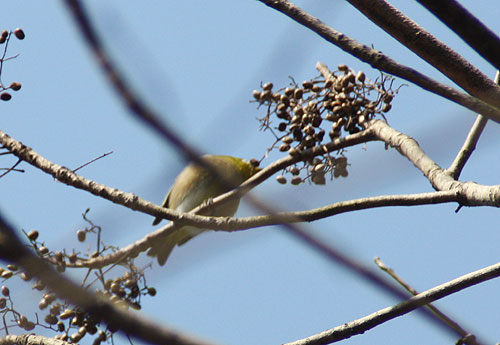 野鳥園~♪