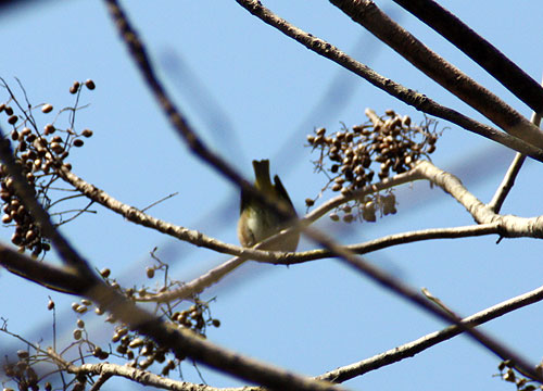 野鳥園~♪