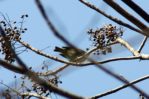 野鳥園~♪