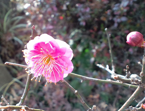 春はそこまで^^