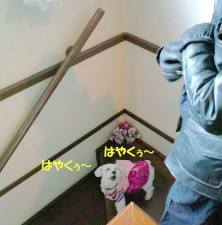 今日のルル・・・
